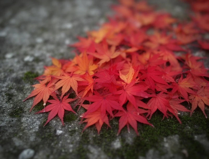 Autumn leaves